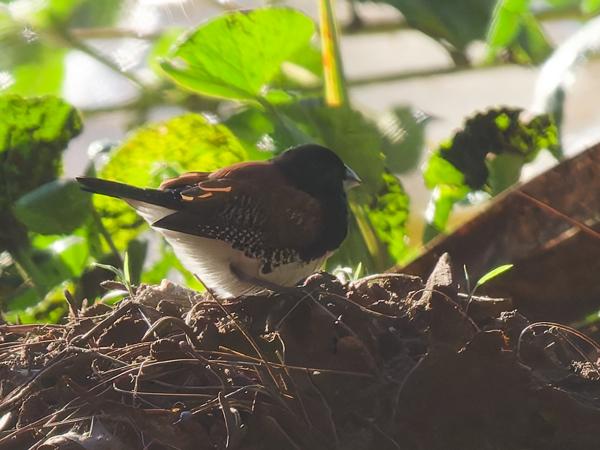 <h3><a href="/trips/tanzania/biota/animalia/chordata/aves/040 passeriformes/115 estrildidae/lonchura bicolor/lonchura bicolor-nl.html">Lonchura&nbsp;bicolor</a> / Black‑and‑white&nbsp;mannikin / Glansekstertje</h3>OM-1 Mark II met OLYMPUS M.150-400mm F4.5 TC, 1/2000 sec  bij F5.6, ISO 6400, afstand 19.3&nbsp;m
